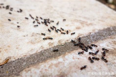 桌上一直有螞蟻|家中突然出現很多小螞蟻怎麼辦？專家教你五招消滅家中小螞蟻、。